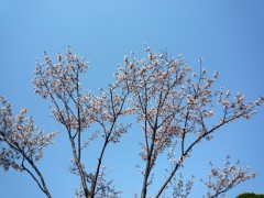 ご近所のお庭の桜も咲いていました。